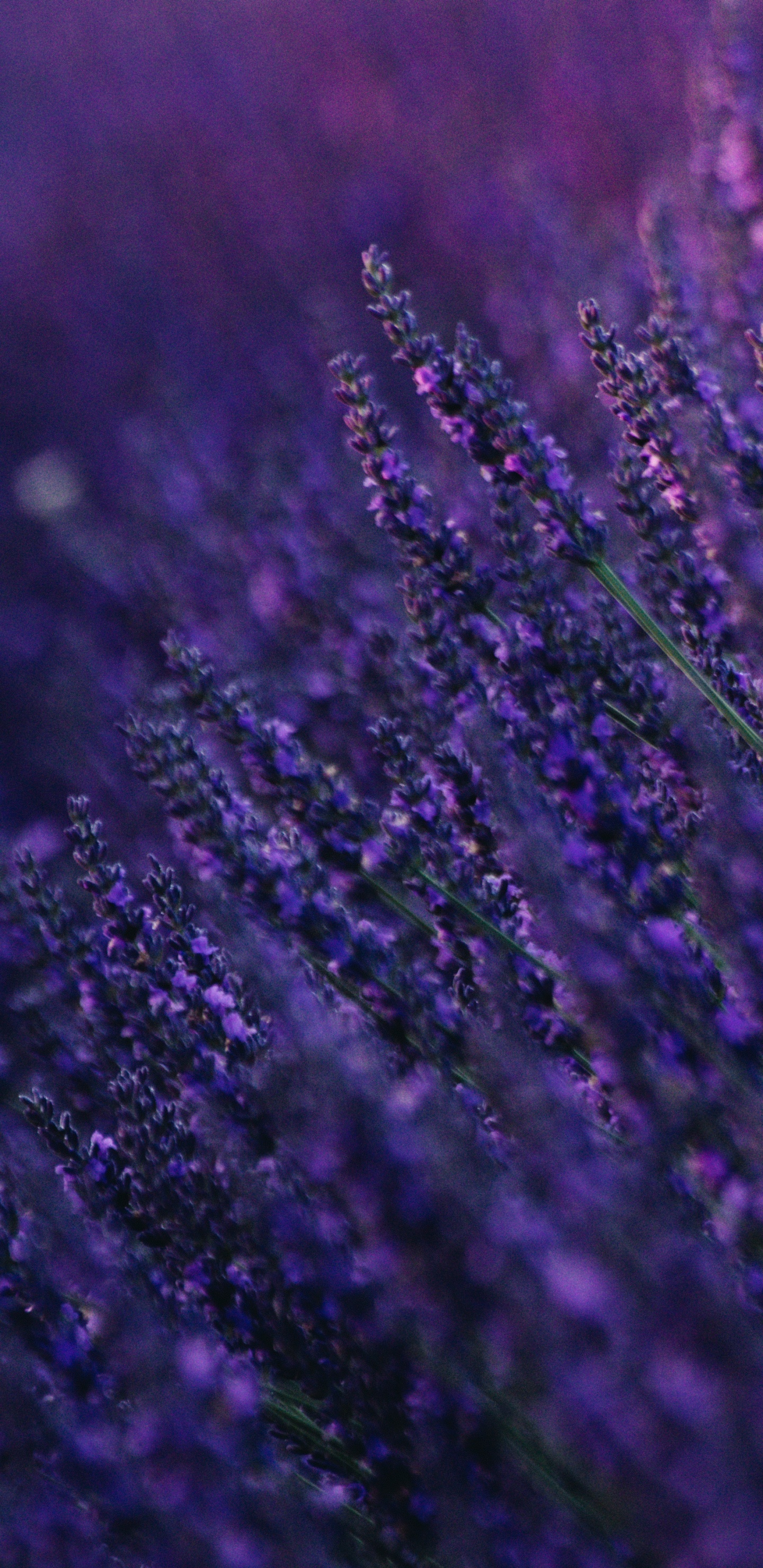 Обои лаванда, Фиолетовый, пурпур, синий, вода в разрешении 1440x2960