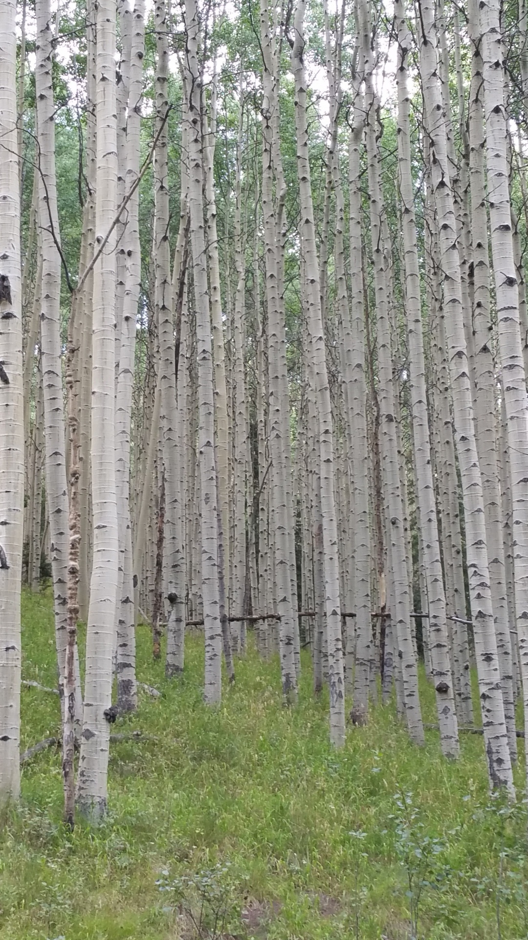 Обои осина, дерево, лес, лесистая местность, береза в разрешении 1080x1920