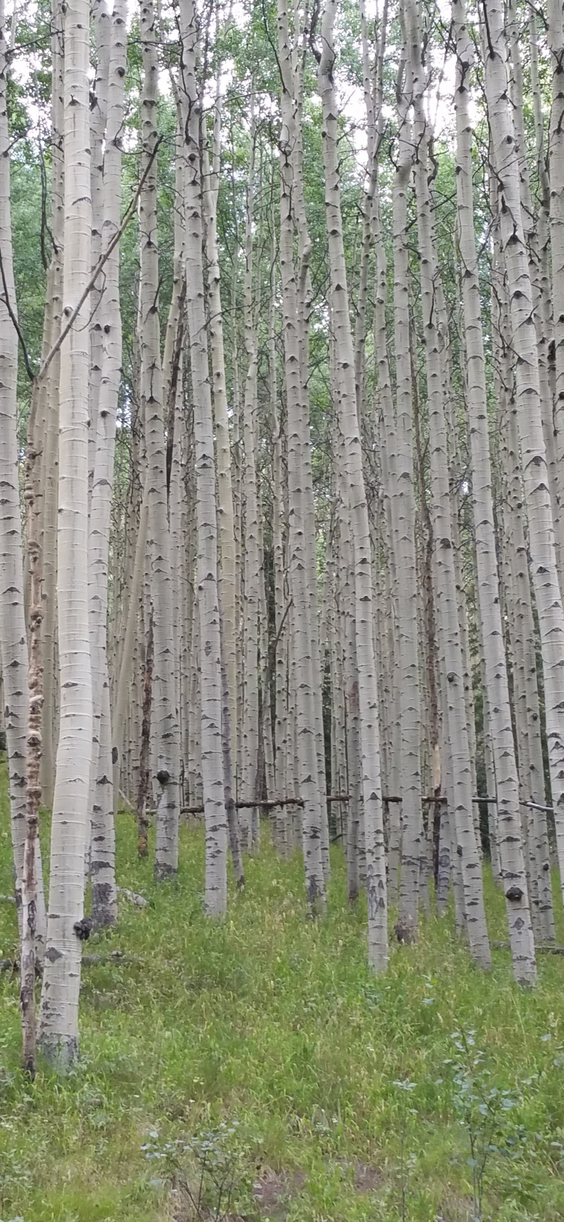 Обои осина, дерево, лес, лесистая местность, береза в разрешении 1125x2436