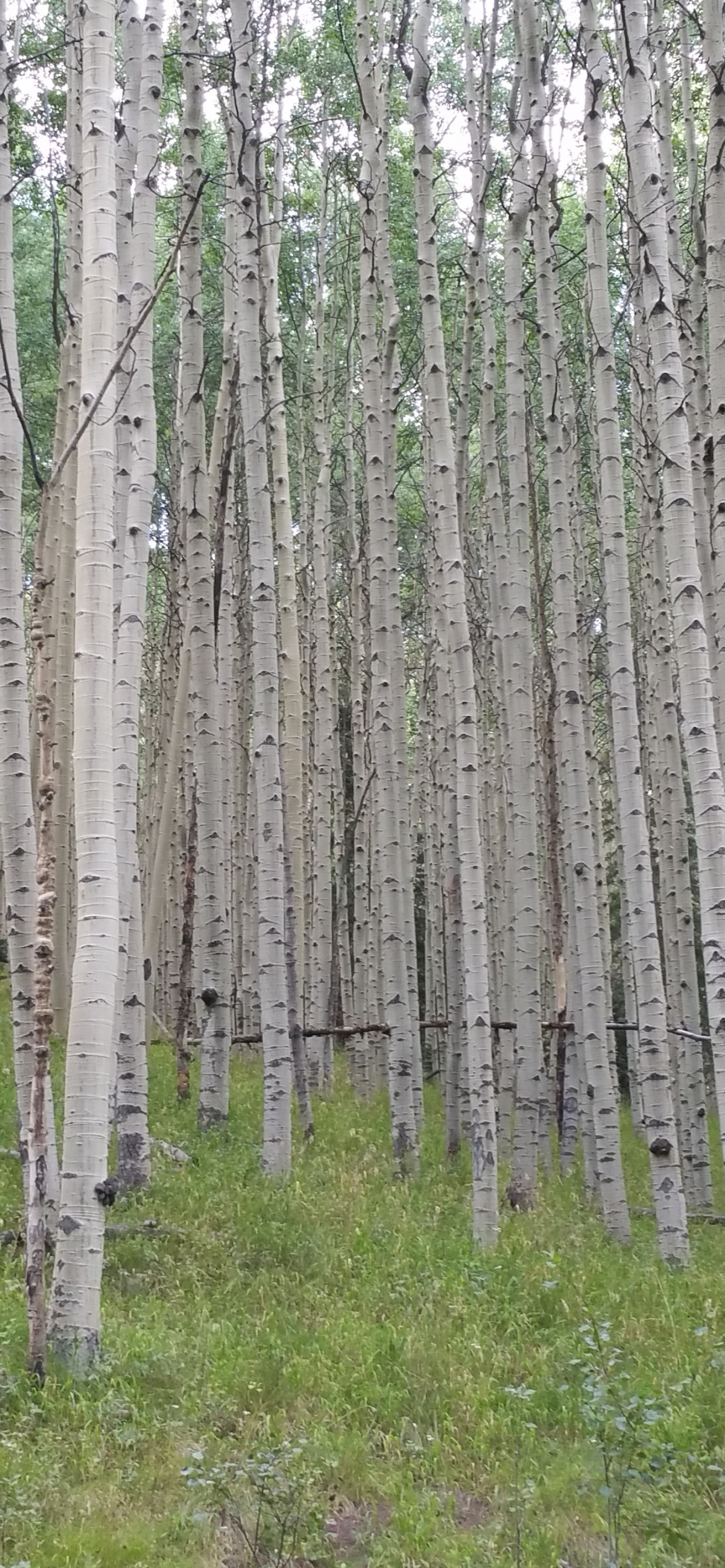 Обои осина, дерево, лес, лесистая местность, береза в разрешении 1242x2688