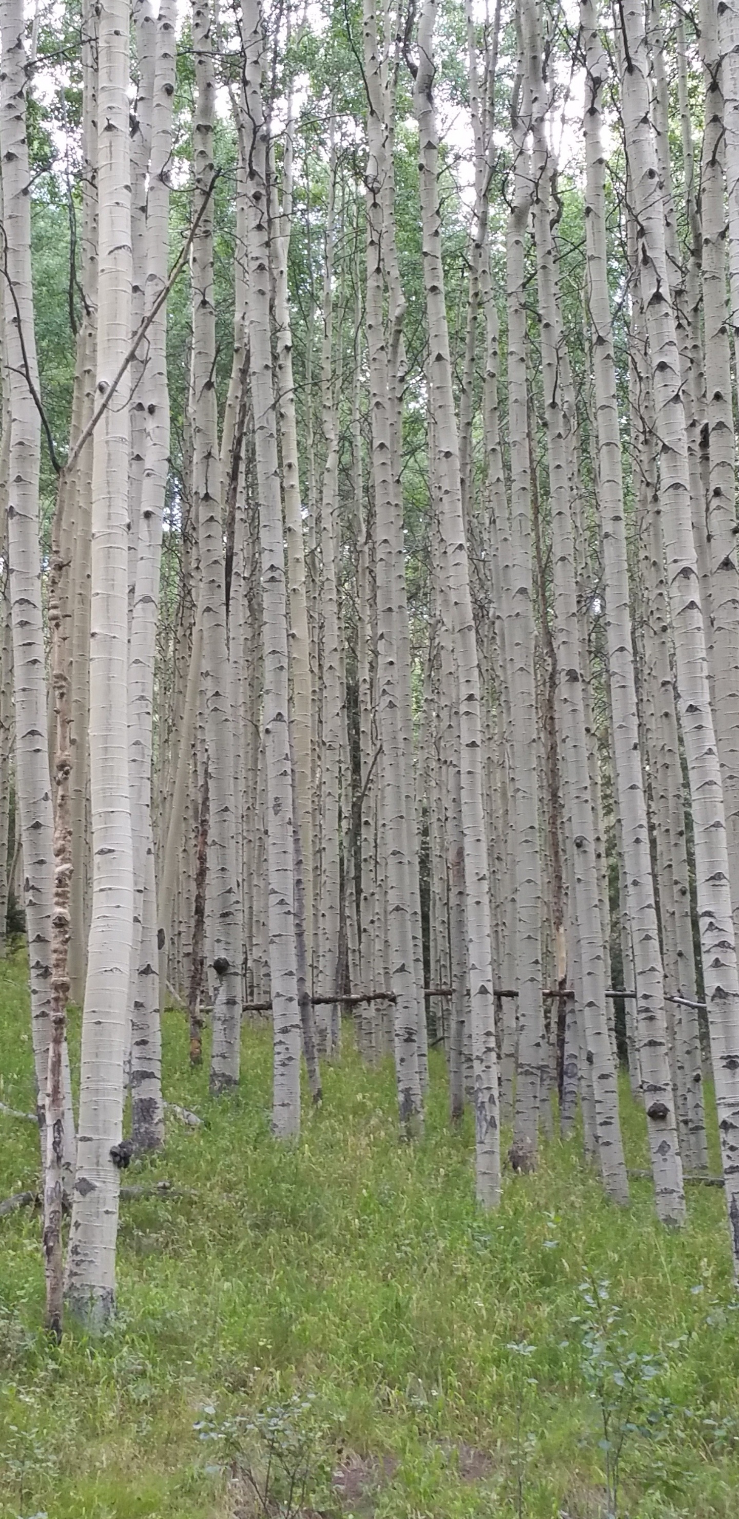 Обои осина, дерево, лес, лесистая местность, береза в разрешении 1440x2960