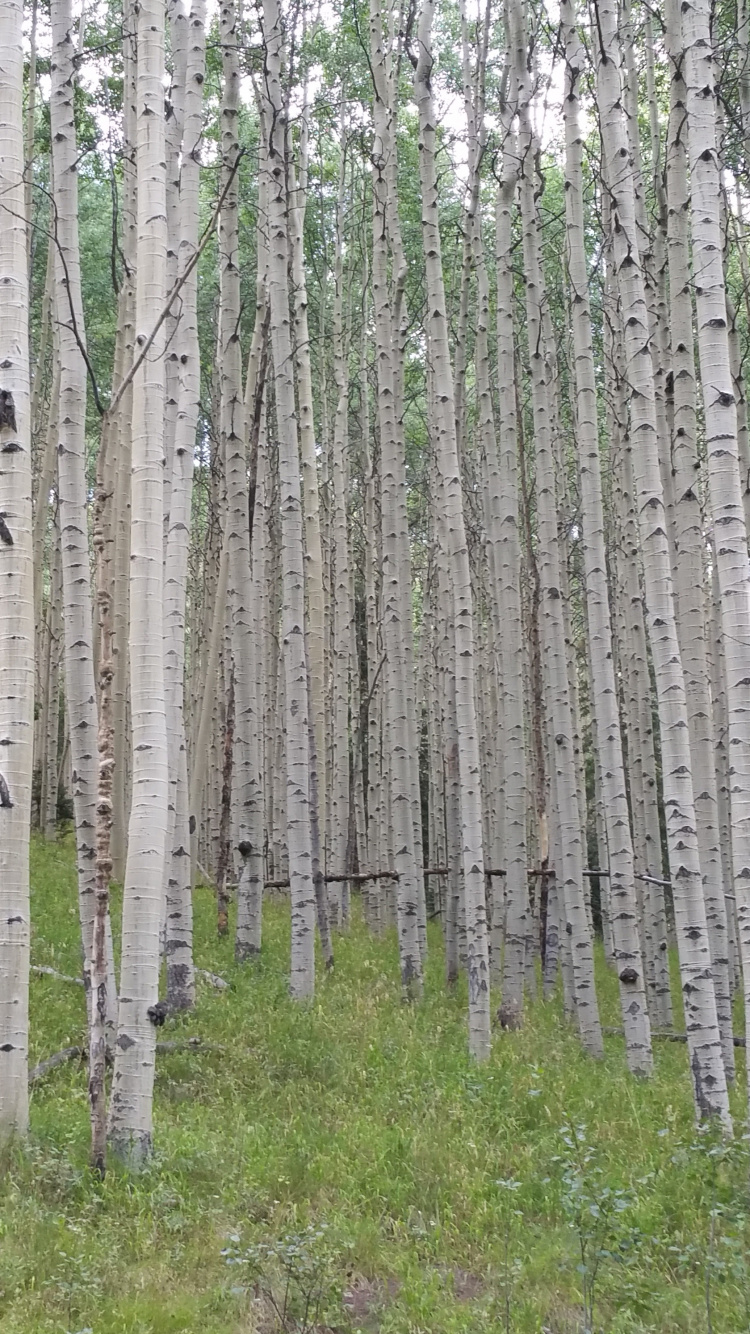 Обои осина, дерево, лес, лесистая местность, береза в разрешении 750x1334