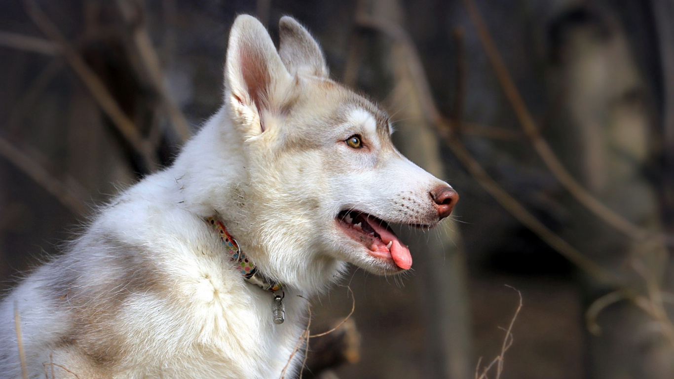 Обои Себирская Хаски, щенок, пес, собака породы, волчьей собаки сарлоса в разрешении 1366x768