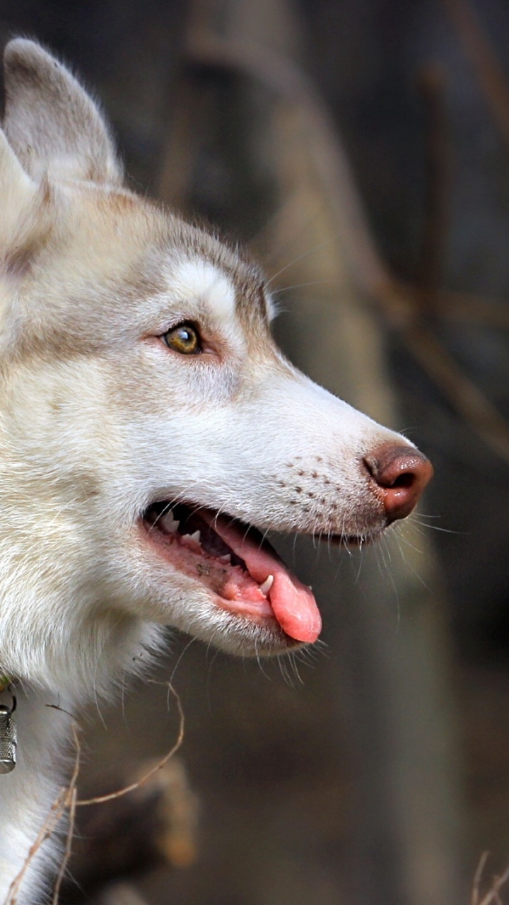 Обои Себирская Хаски, щенок, пес, собака породы, волчьей собаки сарлоса в разрешении 720x1280
