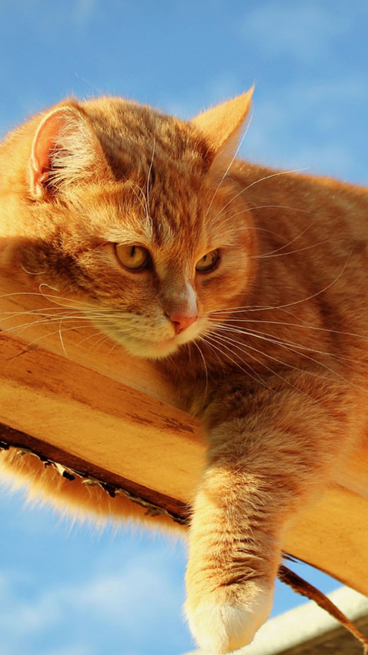 Обои кошки сфинксы, персидская кошка, кошачьих, полосатый кот, котенок в разрешении 720x1280