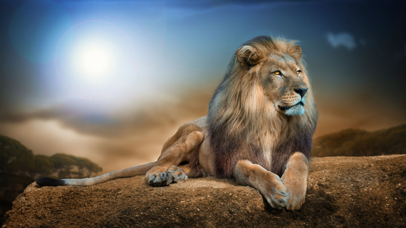 Обои Лев, живая природа, кошачьих, наземные животные, масаи Лев в разрешении 1366x768