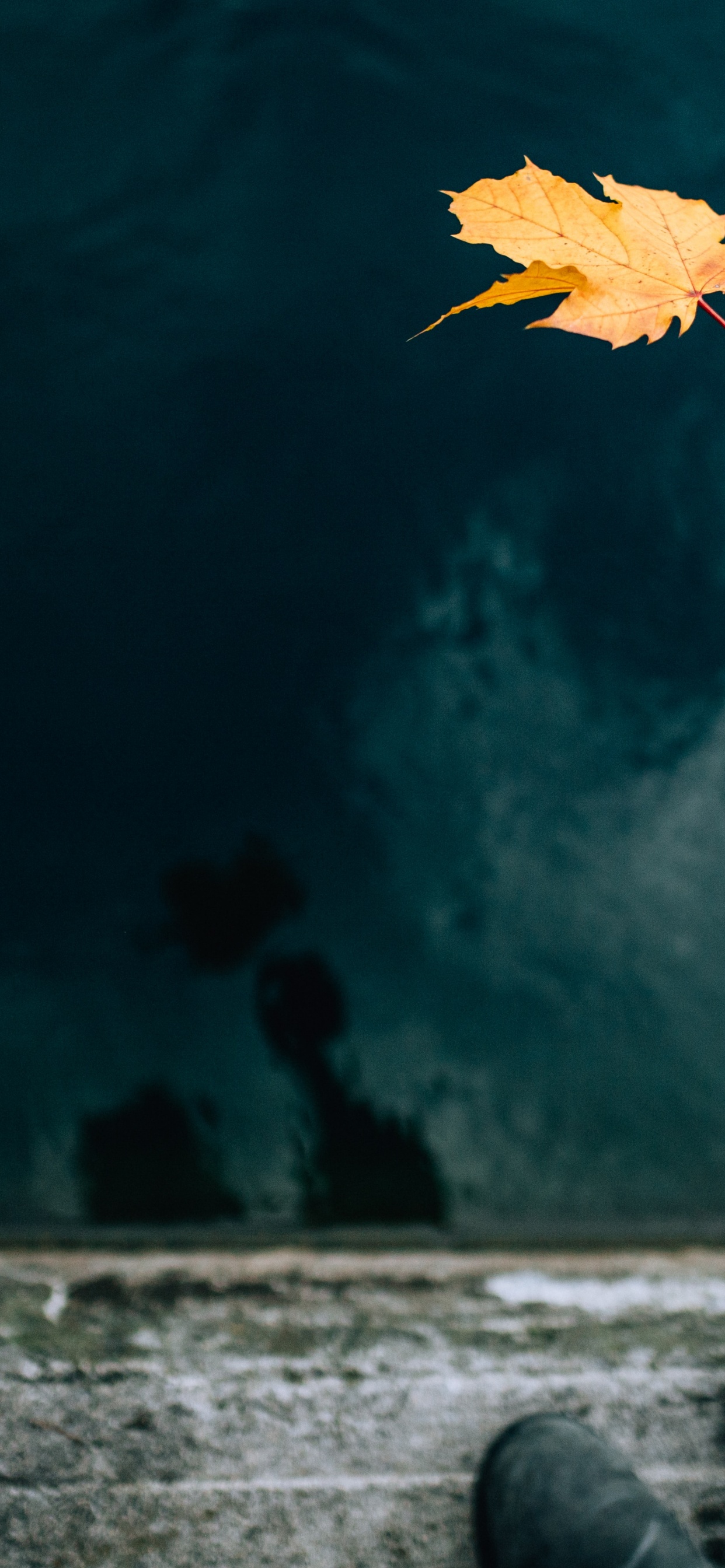 Обои синий, растение, цветок, облако, рука в разрешении 1242x2688