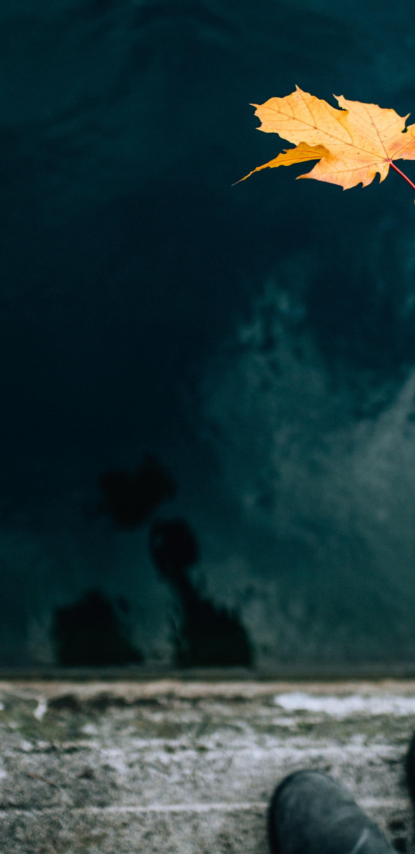 Обои синий, растение, цветок, облако, рука в разрешении 1440x2960