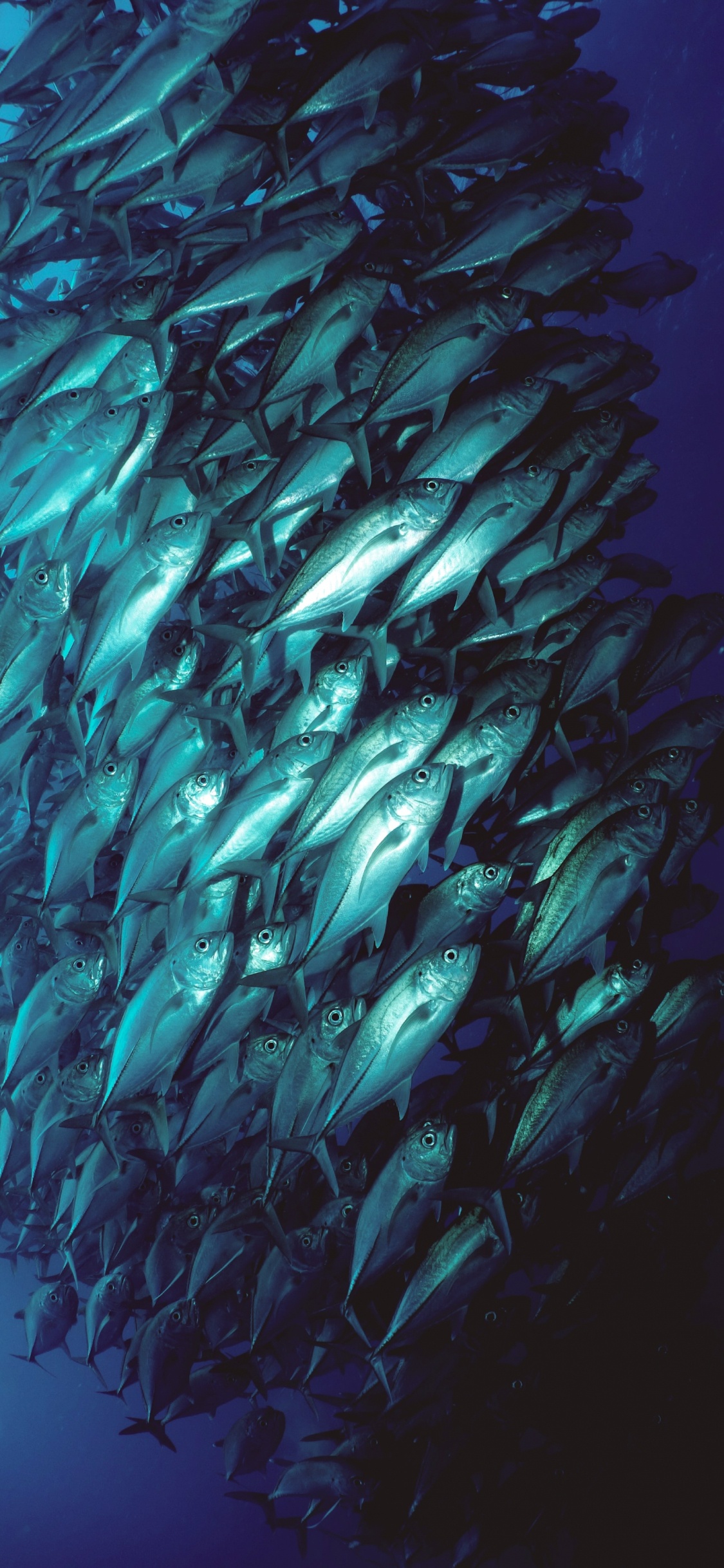 Обои вода, водоем, аквакультура, жидкий, жидкость в разрешении 1125x2436