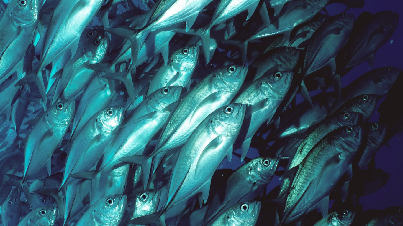 Обои вода, водоем, аквакультура, жидкий, жидкость в разрешении 1366x768