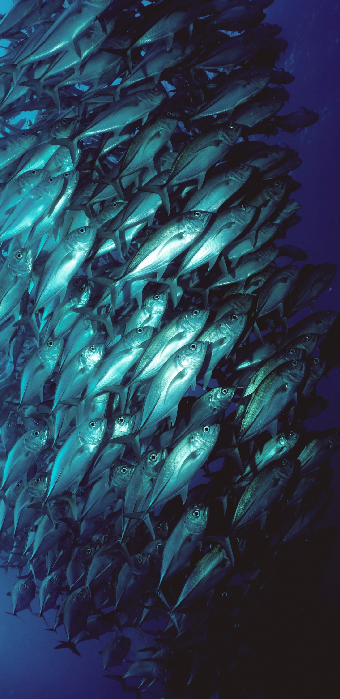 Обои вода, водоем, аквакультура, жидкий, жидкость в разрешении 1440x2960