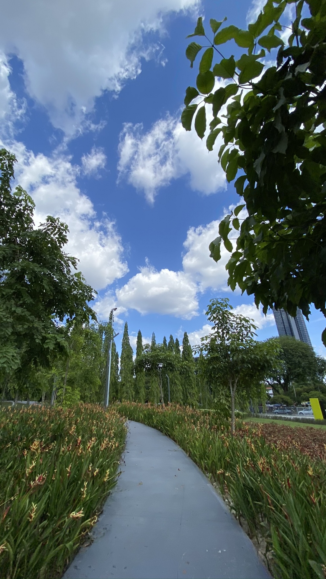 Обои растение, кучевое облако, семейство травы, сад, проезд в разрешении 1080x1920