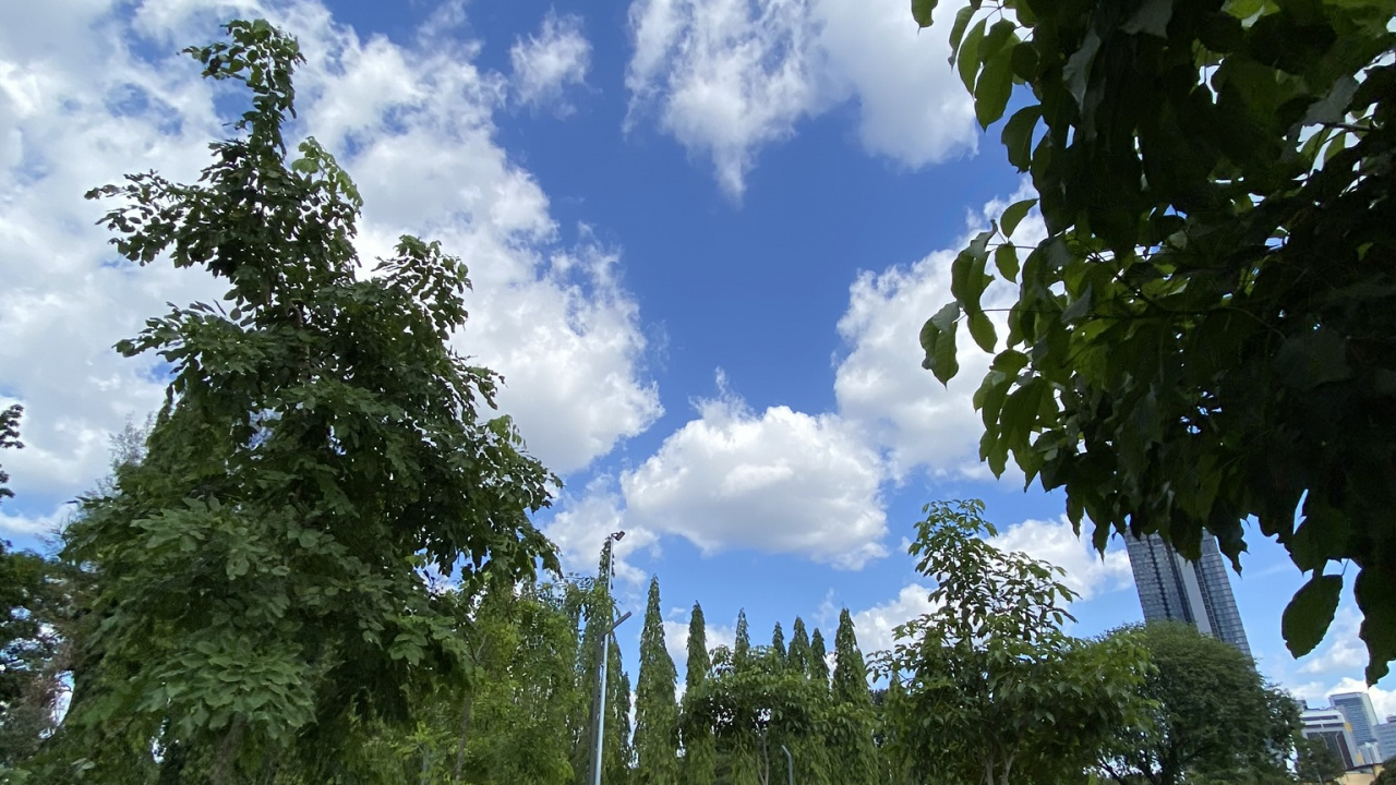 Обои растение, кучевое облако, семейство травы, сад, проезд в разрешении 1280x720