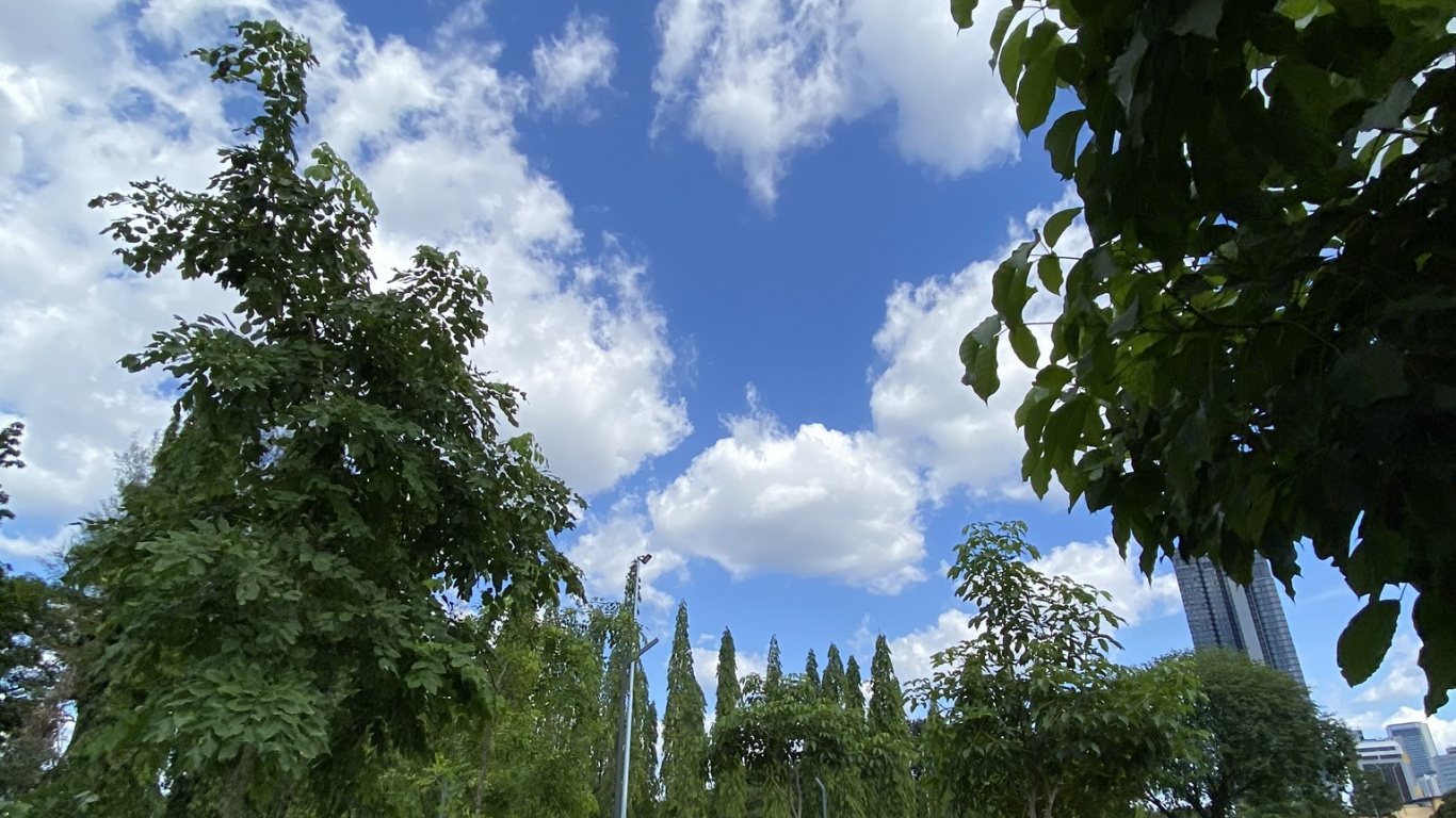 Обои растение, кучевое облако, семейство травы, сад, проезд в разрешении 1366x768