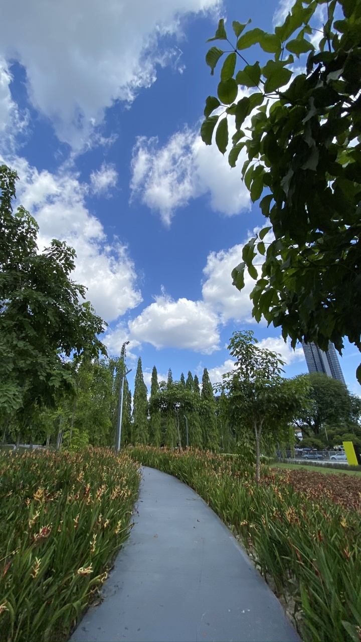 Обои растение, кучевое облако, семейство травы, сад, проезд в разрешении 720x1280