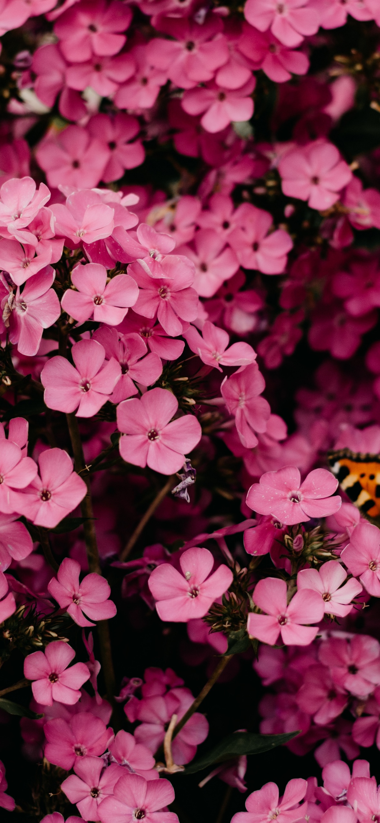 Обои розовый цветок, цветок, Роза, цветочный букет, розовый в разрешении 1242x2688