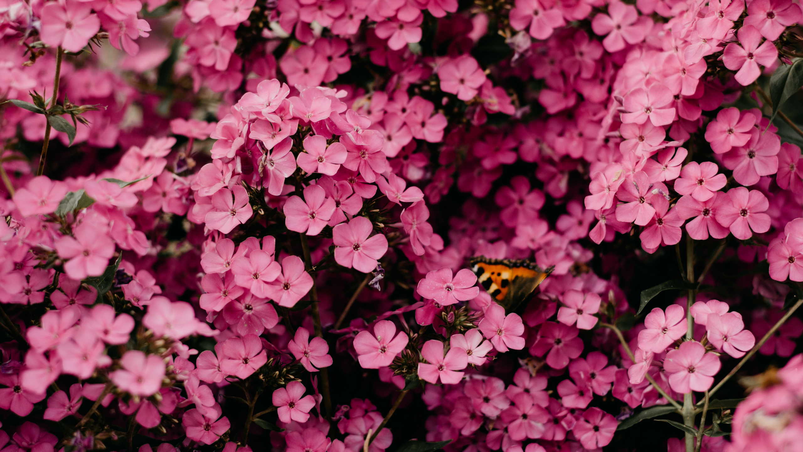 Обои розовый цветок, цветок, Роза, цветочный букет, розовый в разрешении 2560x1440