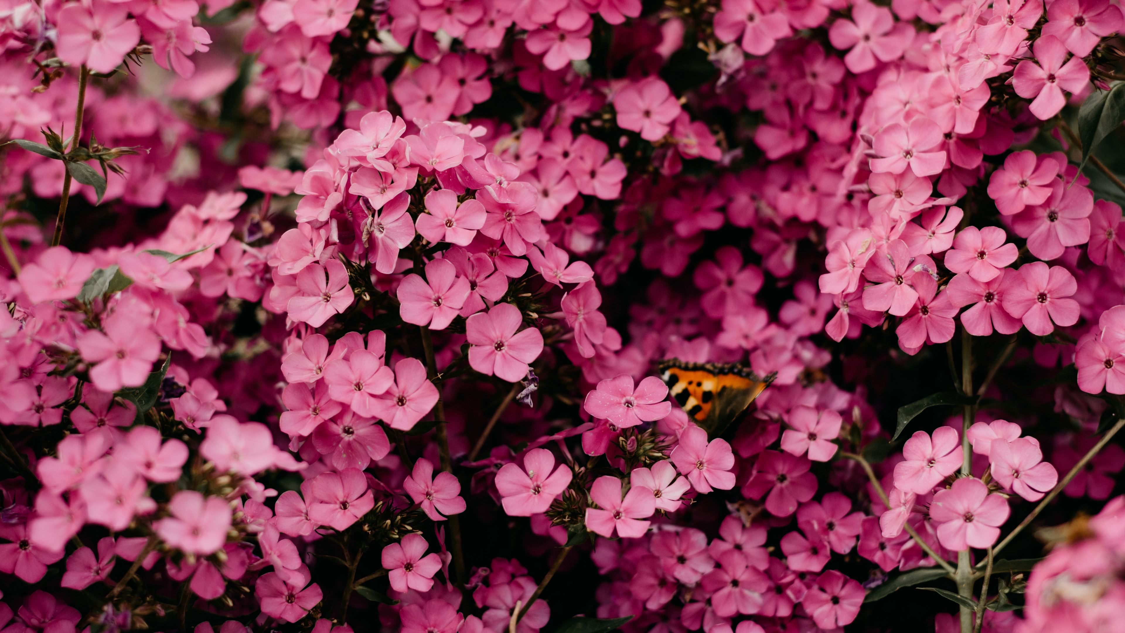 Обои розовый цветок, цветок, Роза, цветочный букет, розовый в разрешении 3840x2160