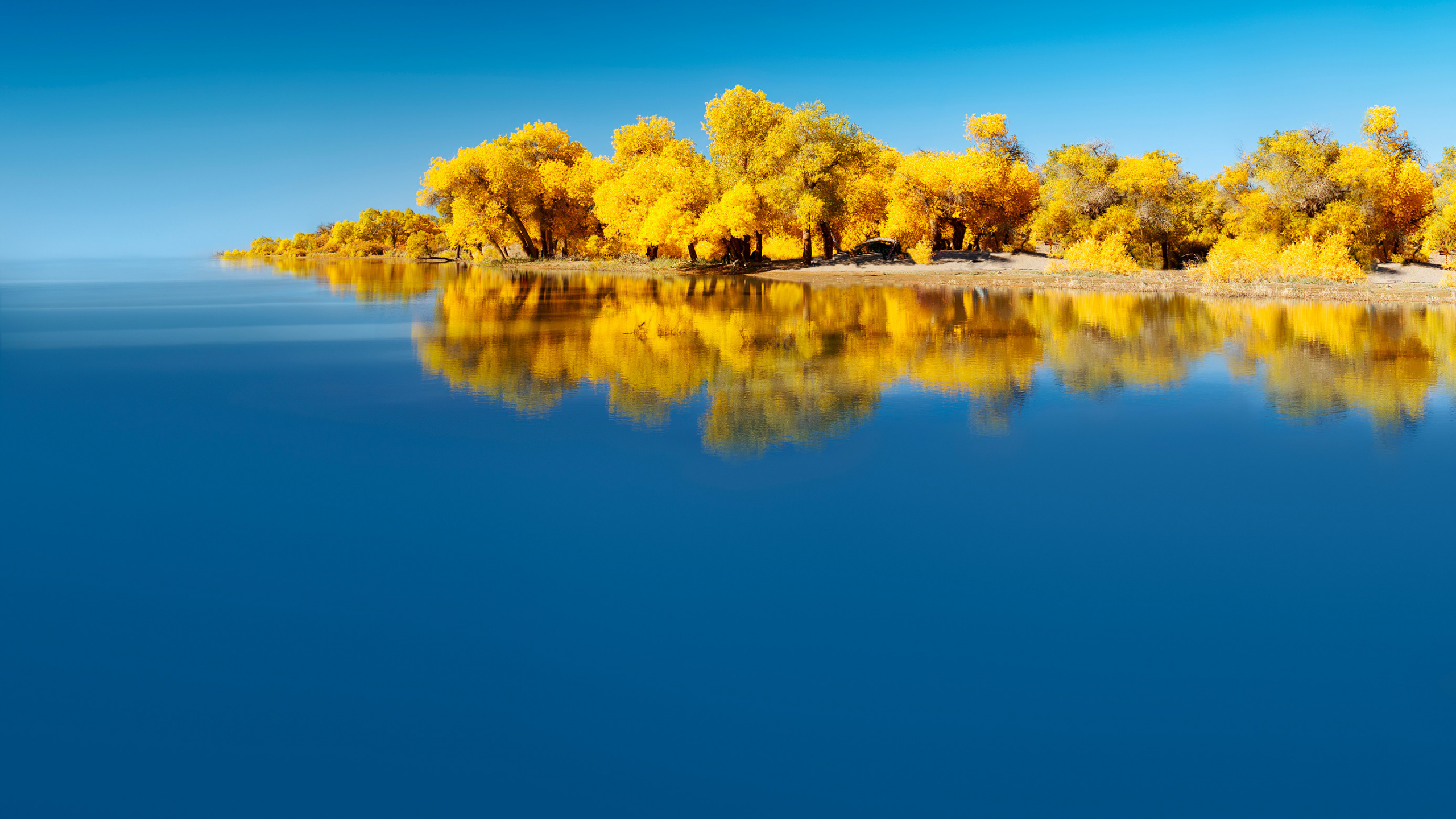 Обои Huawei, Huawei Mate, Huawei Mate 40 Pro, huawei mate 30, huawei mate 40 в разрешении 2560x1440