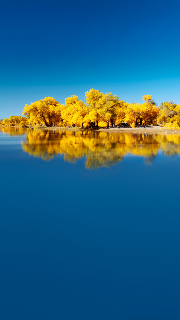 Обои Huawei, Huawei Mate, Huawei Mate 40 Pro, huawei mate 30, huawei mate 40 в разрешении 750x1334