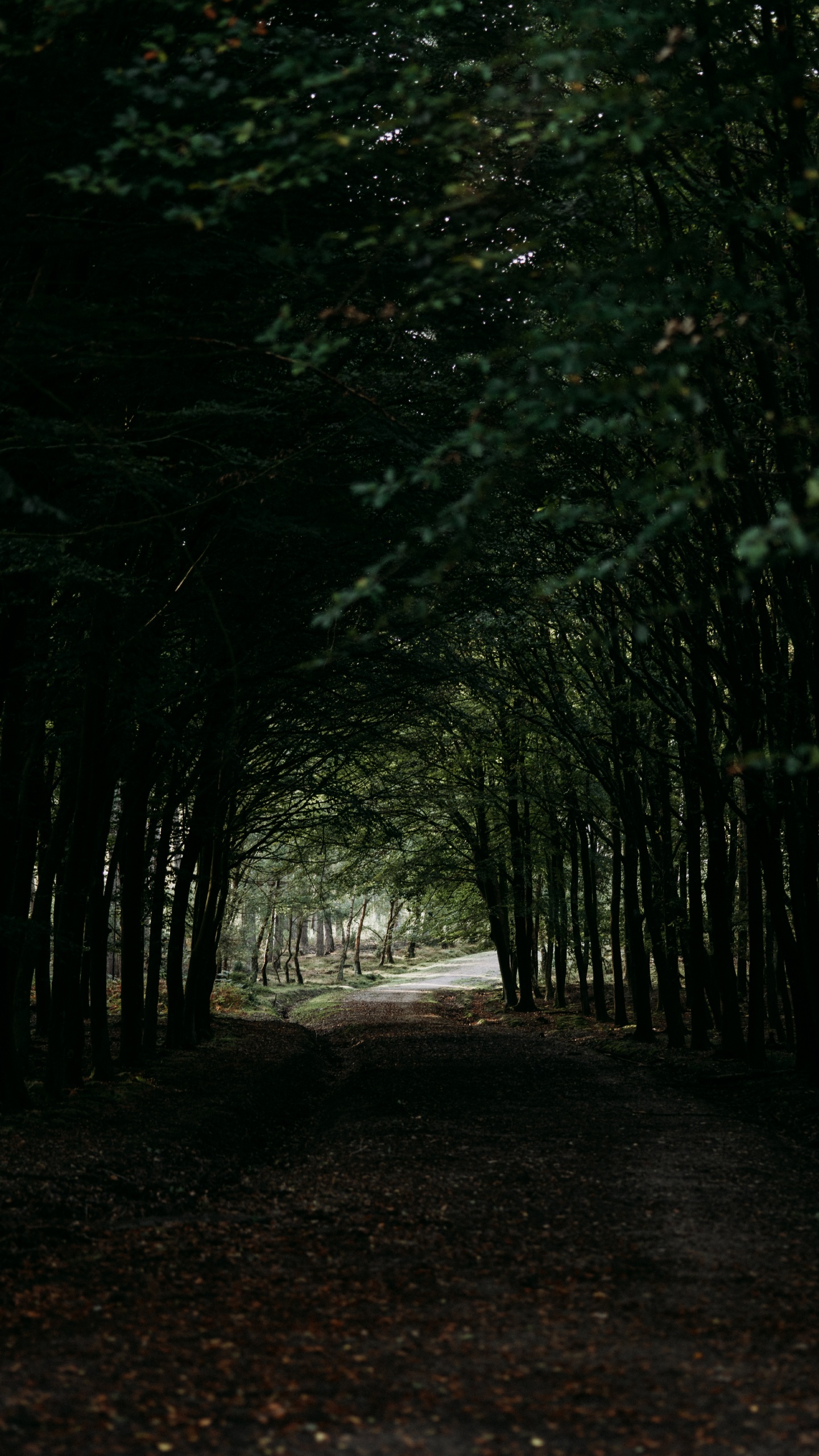 Обои дерево, темнота, окружающая среда, лес, лесистая местность в разрешении 1440x2560