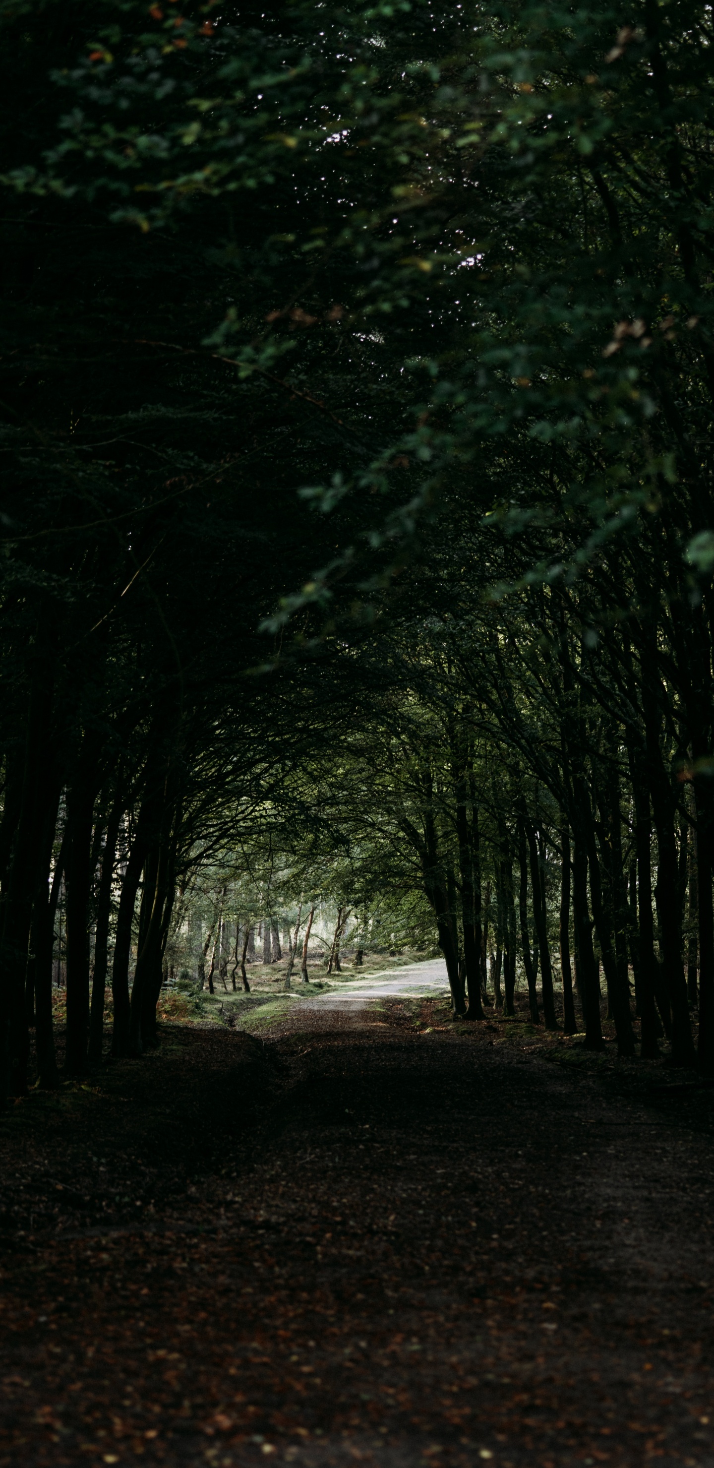 Обои дерево, темнота, окружающая среда, лес, лесистая местность в разрешении 1440x2960