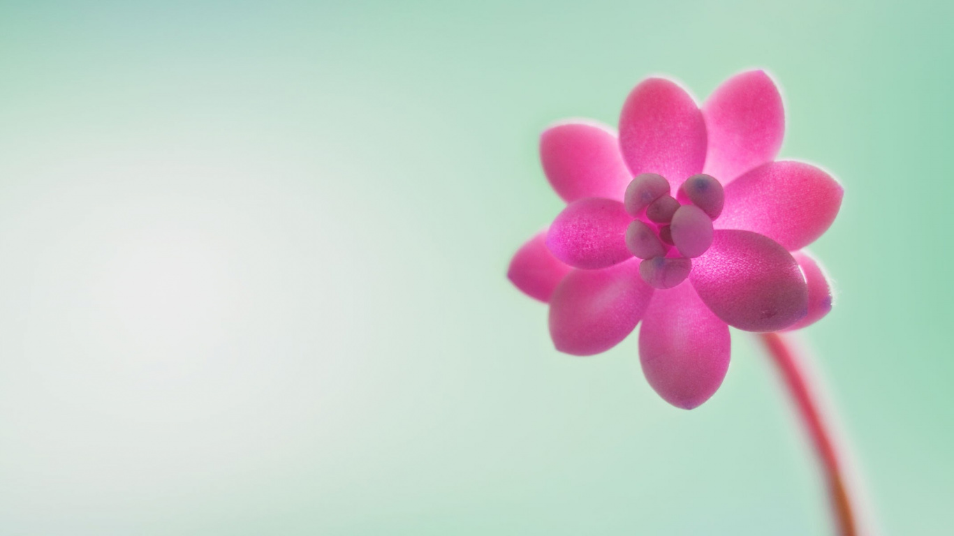 Обои windows, windows 10, microsoft windows, Windows 8, windows 7 в разрешении 1366x768