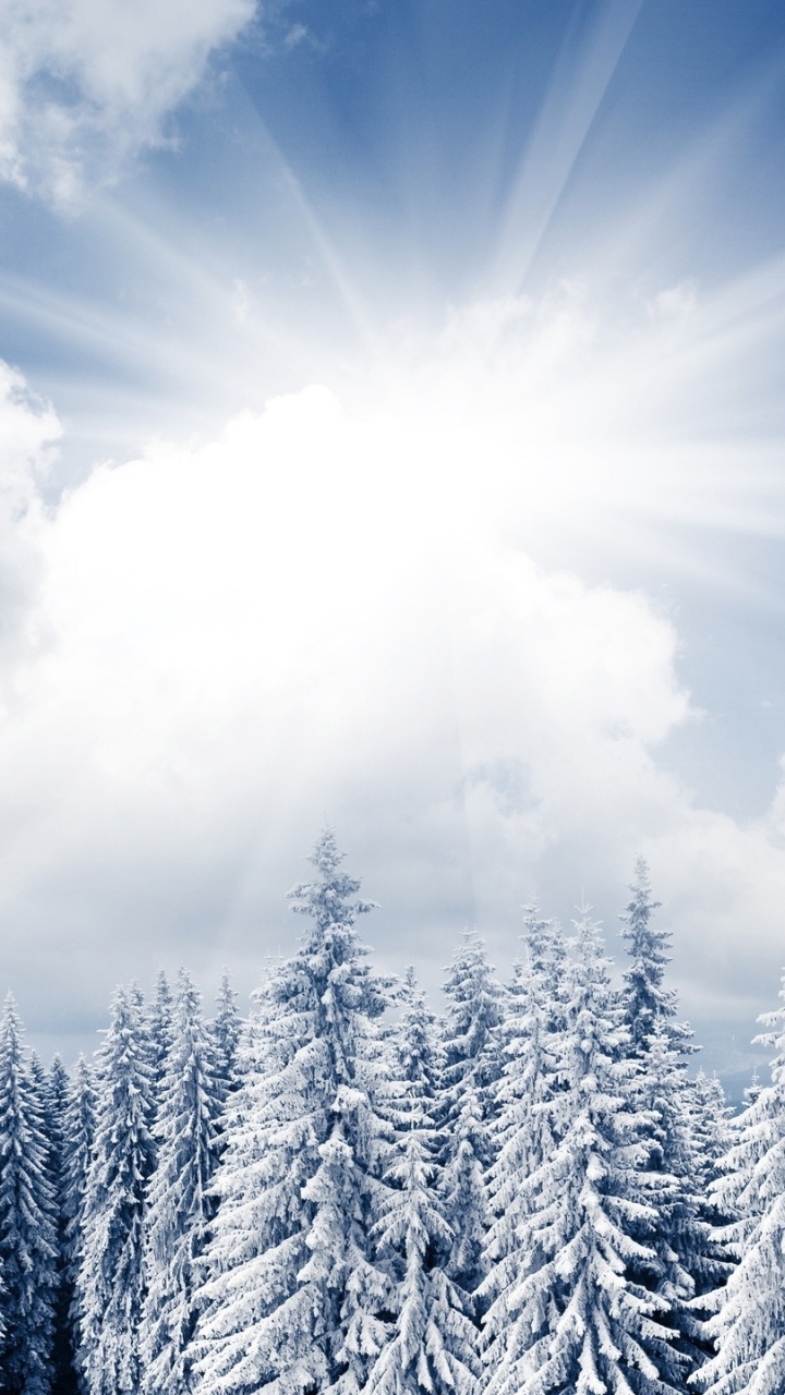 Обои яркий зимний день, зима, снег, облако, дерево в разрешении 720x1280