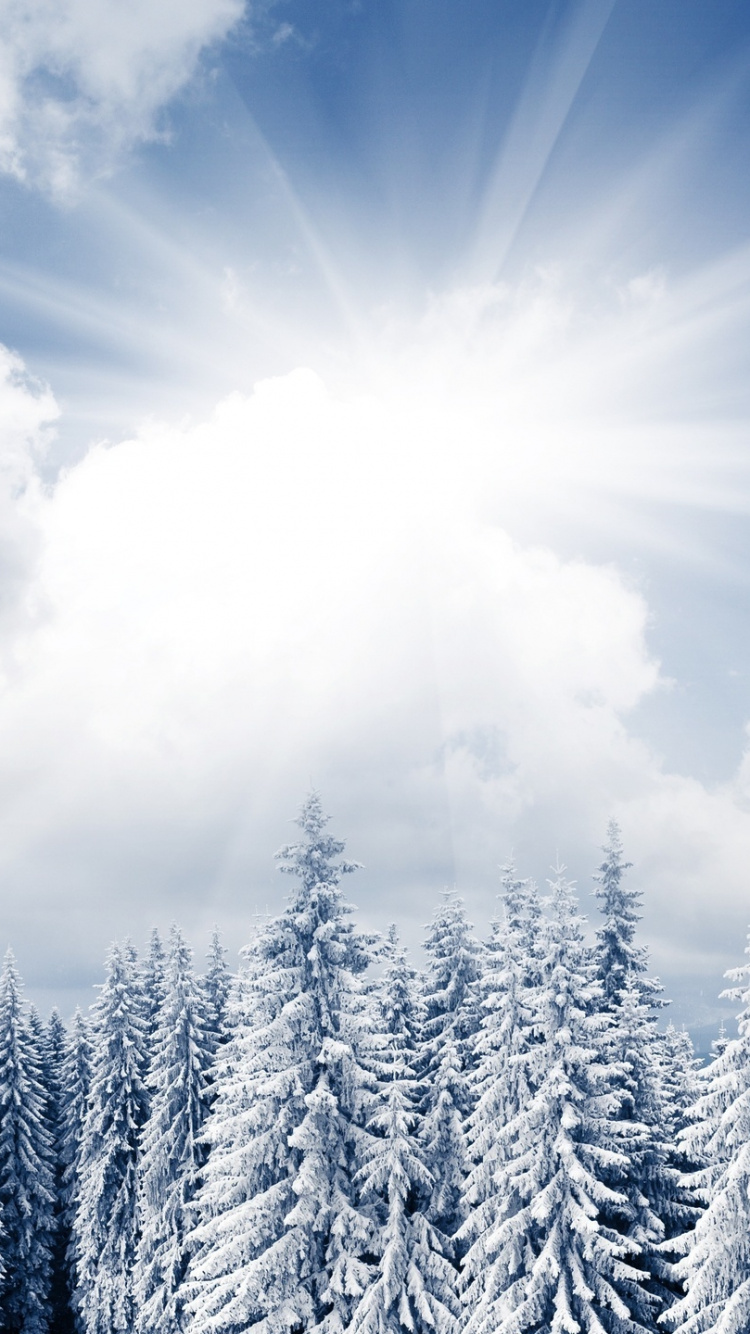 Обои яркий зимний день, зима, снег, облако, дерево в разрешении 750x1334