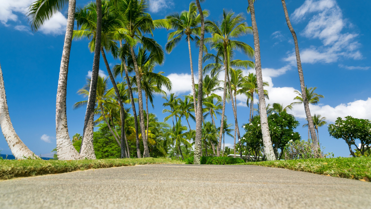 Обои пальмовые рощи, дерево, природа, Пальма, тропическая зона в разрешении 1280x720