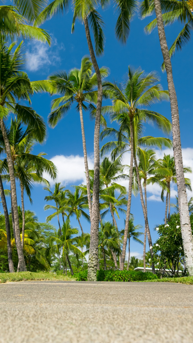 Обои пальмовые рощи, дерево, природа, Пальма, тропическая зона в разрешении 750x1334