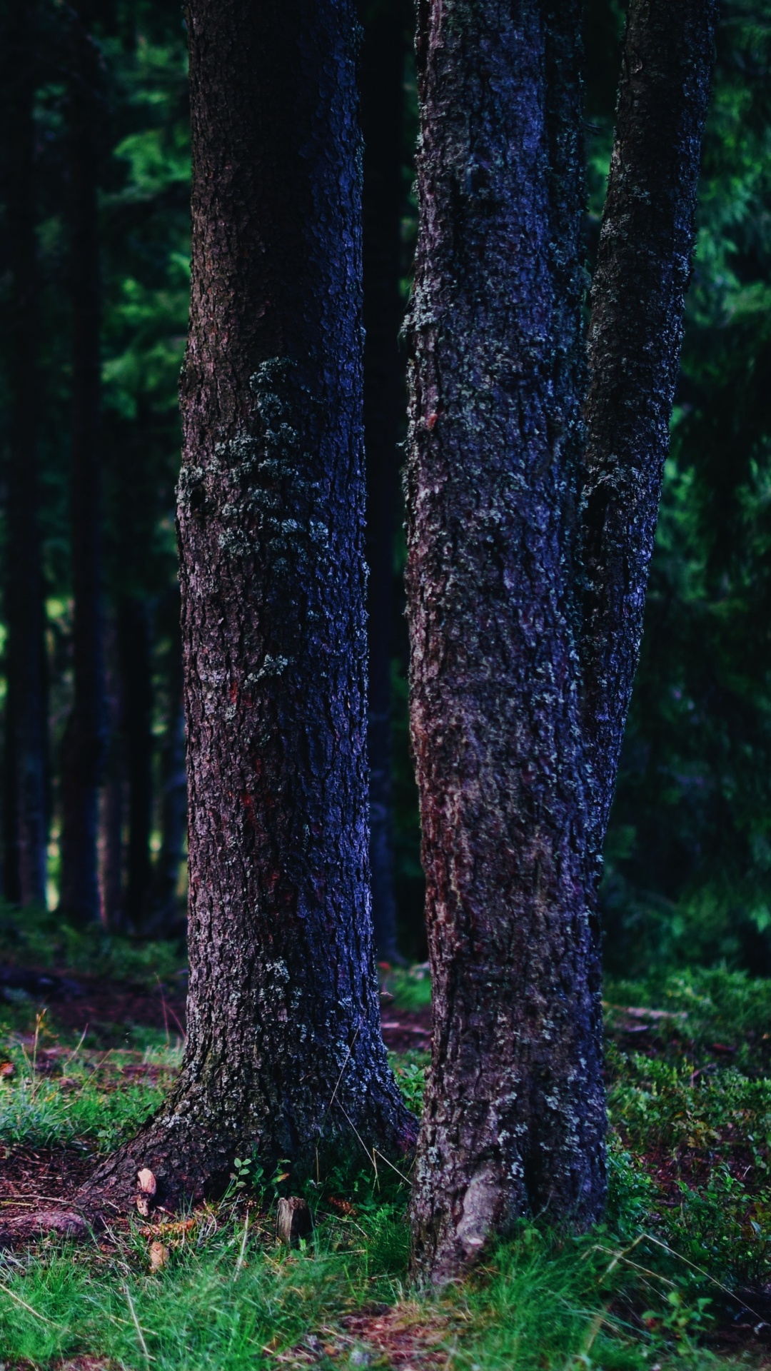 Обои дерево, лес, зеленый, окружающая среда, природа в разрешении 1080x1920