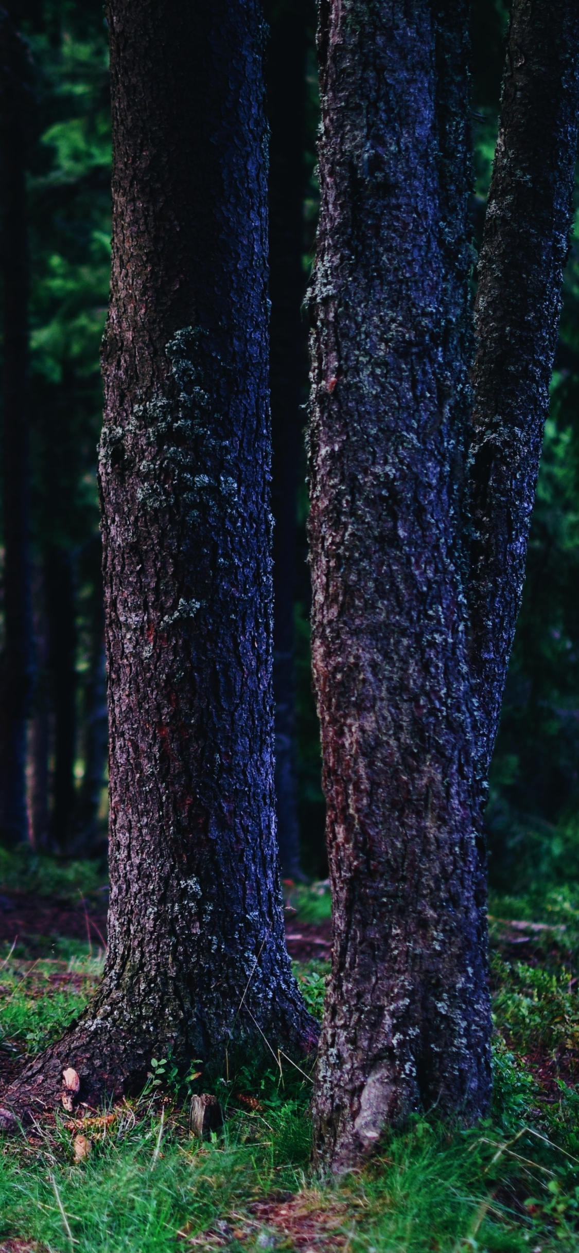 Обои дерево, лес, зеленый, окружающая среда, природа в разрешении 1125x2436