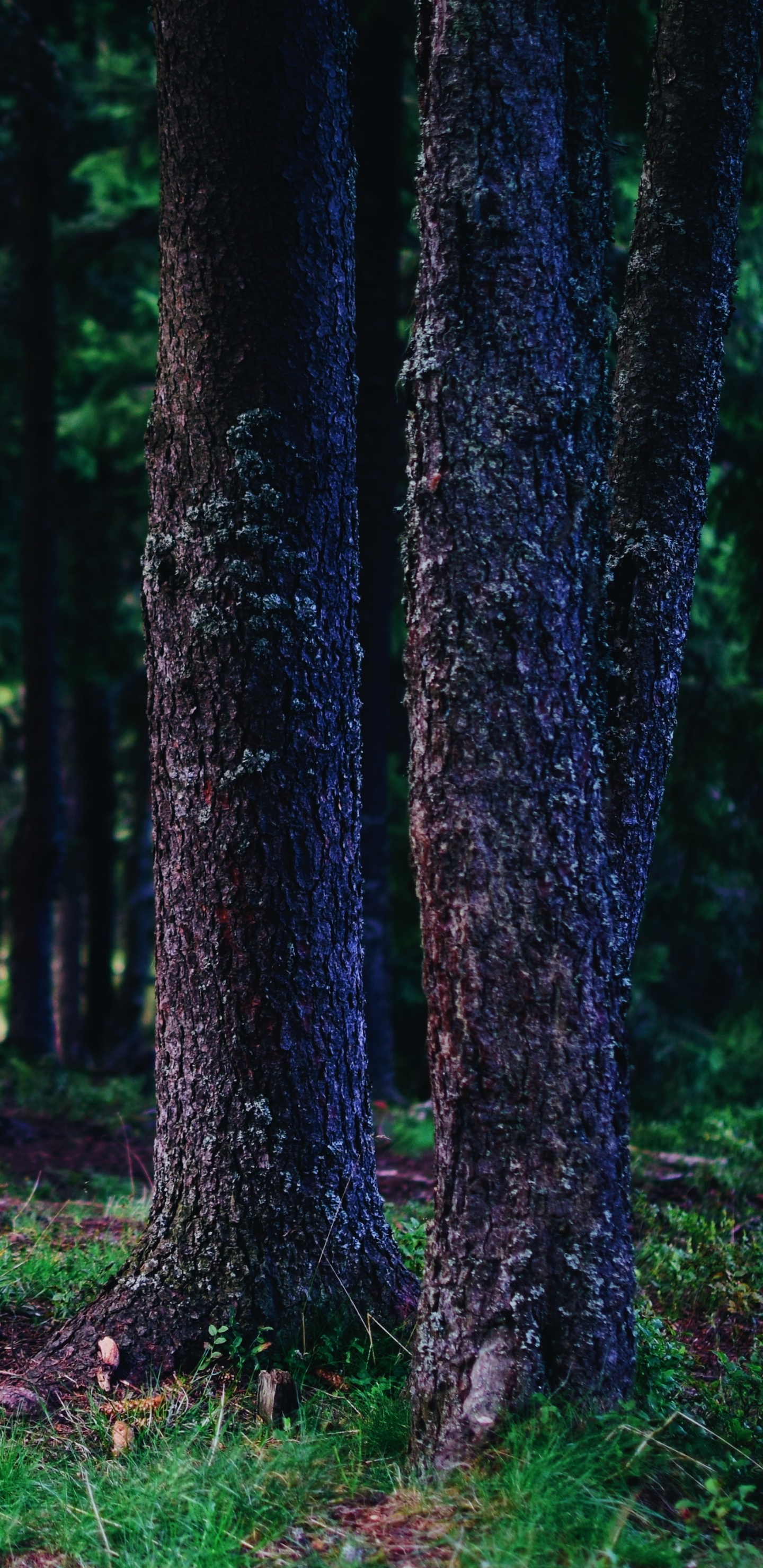 Обои дерево, лес, зеленый, окружающая среда, природа в разрешении 1440x2960