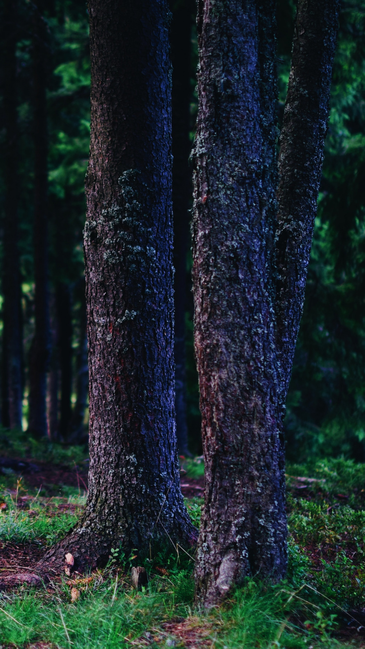 Обои дерево, лес, зеленый, окружающая среда, природа в разрешении 750x1334