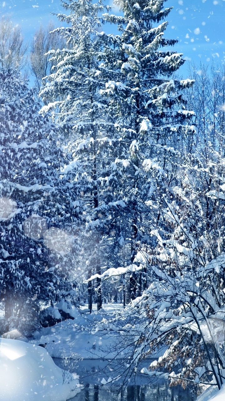 Обои снег, зима, мороз, дерево, замораживание в разрешении 720x1280