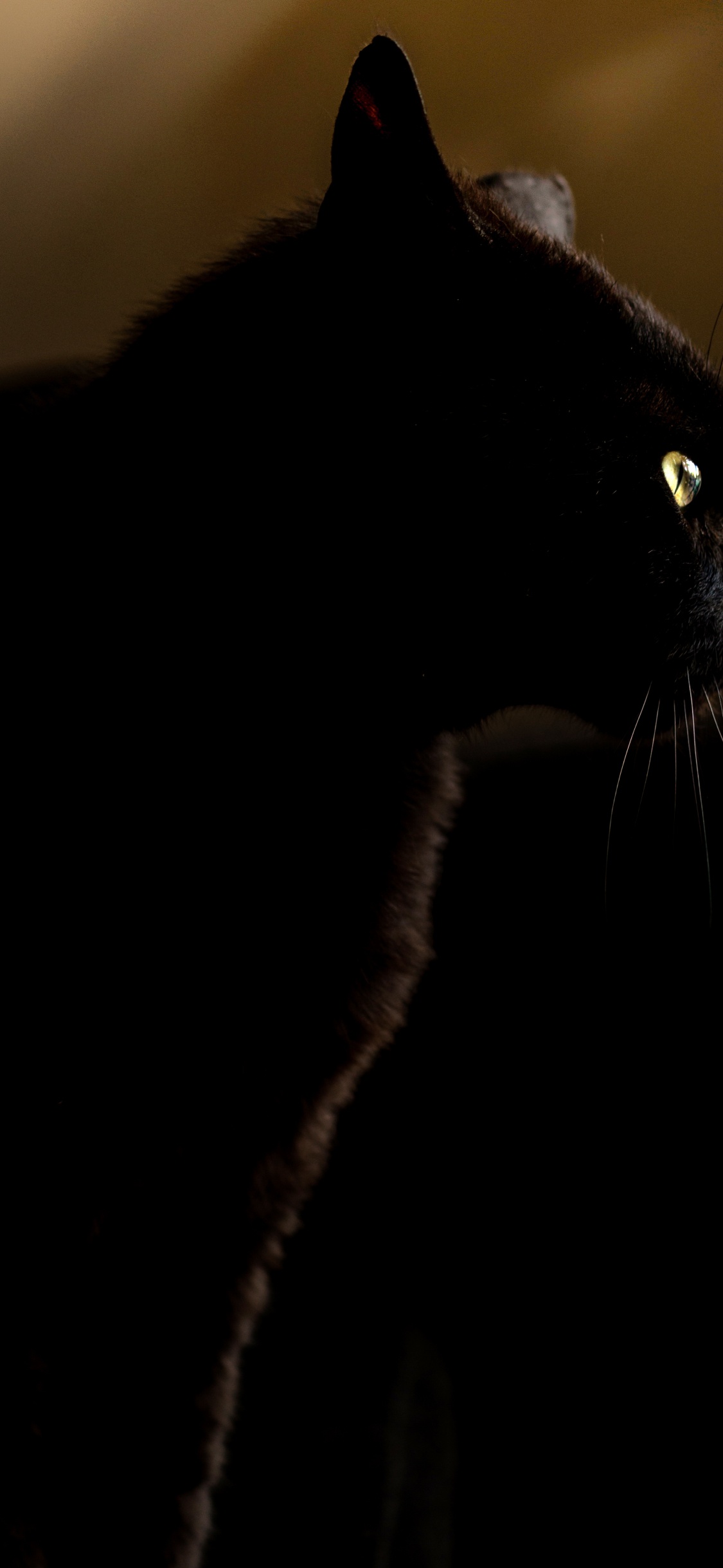 Обои черная кошка, кот, черный, бакенбарды, кошачьих в разрешении 1125x2436
