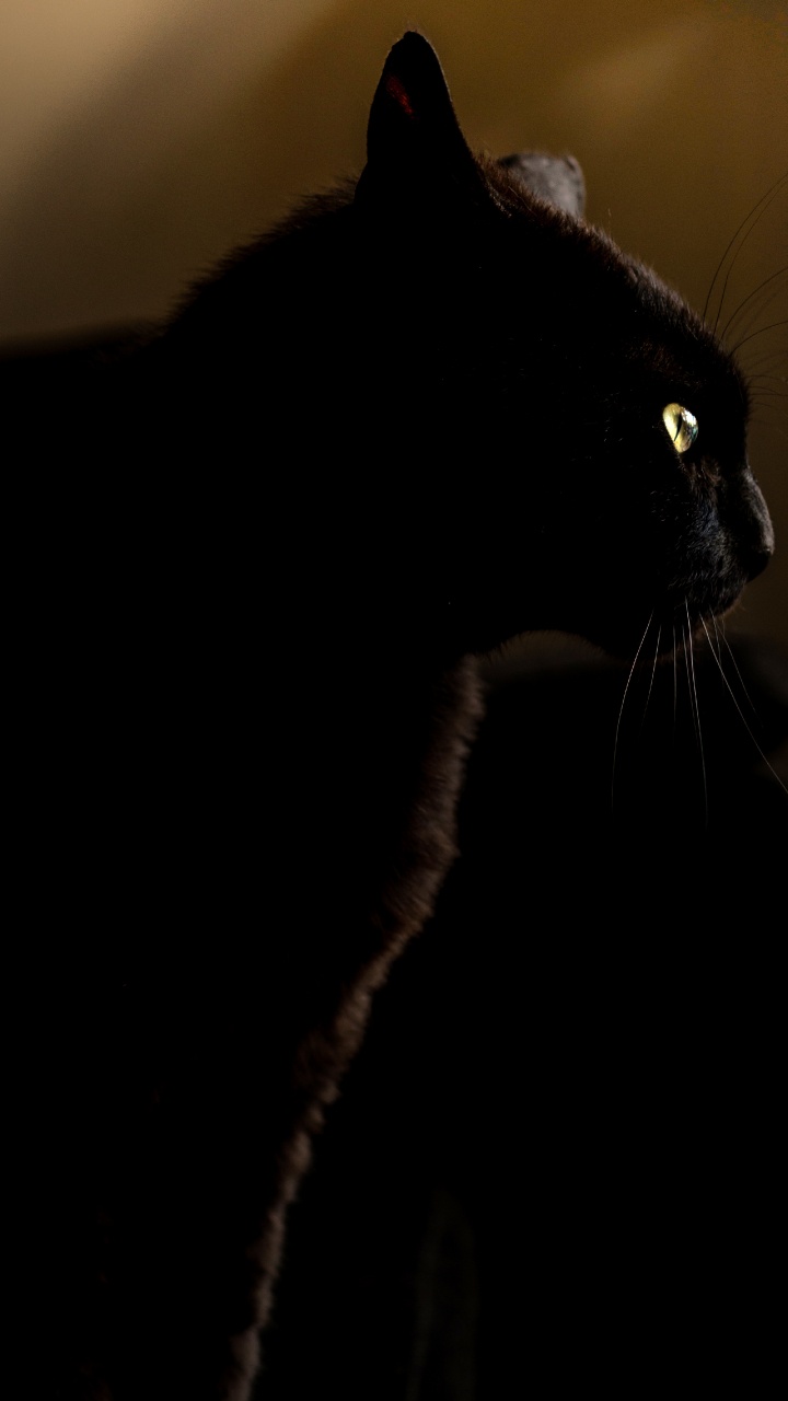 Обои черная кошка, кот, черный, бакенбарды, кошачьих в разрешении 720x1280