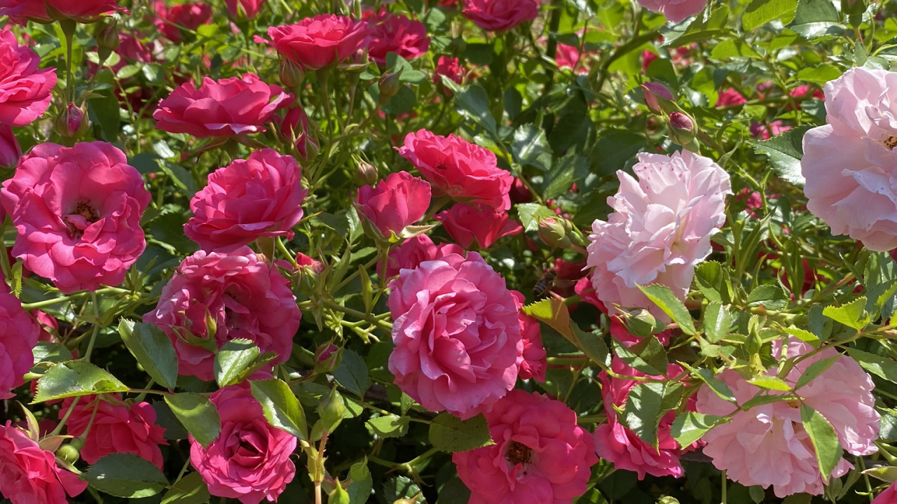 Обои флорибунда, сад роз, растение, лепесток, цветок в разрешении 1280x720