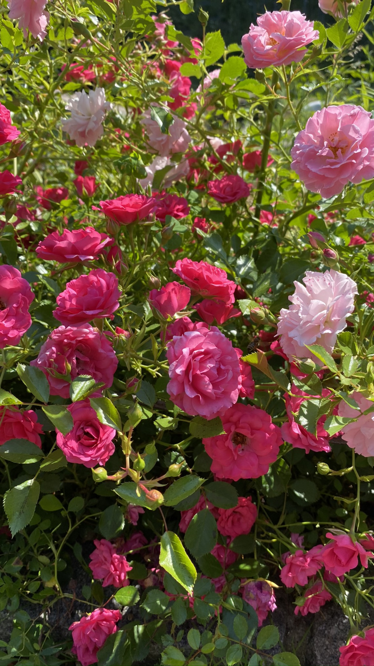 Обои флорибунда, сад роз, растение, лепесток, цветок в разрешении 750x1334