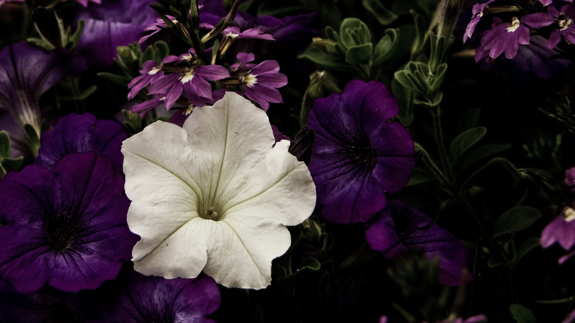 Обои цветок, пурпур, лепесток, Фиолетовый, растение в разрешении 1920x1080