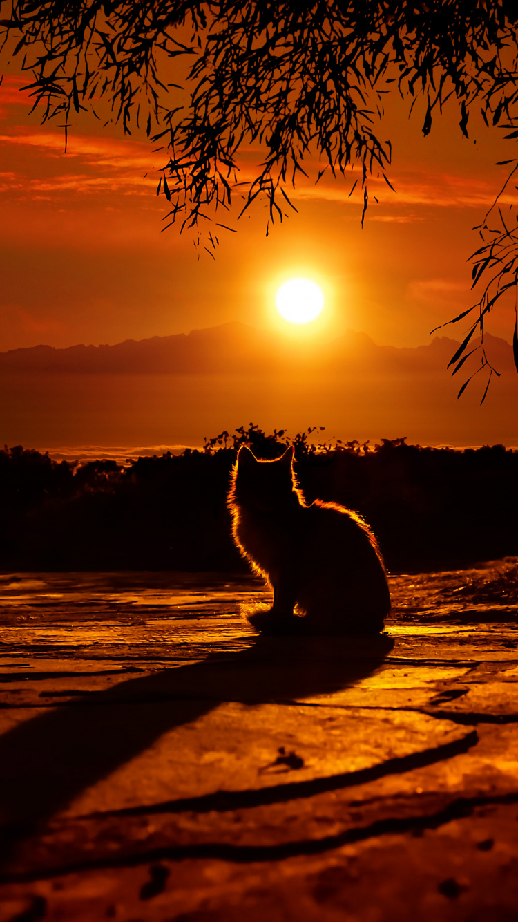 Обои закат, природа, послесвечение, восход солнца, дерево в разрешении 750x1334