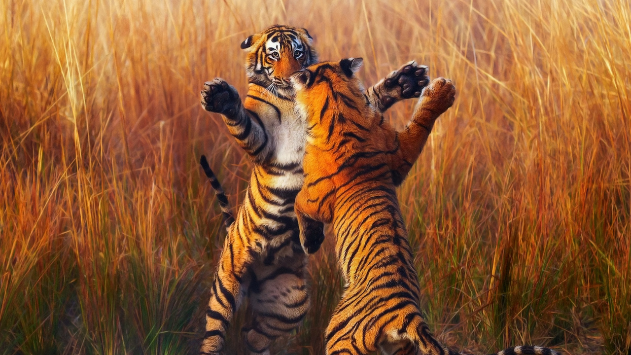 Обои Танцующие Тигры, бенгальский тигр, кошачьих, большая кошка, тигр в разрешении 1280x720