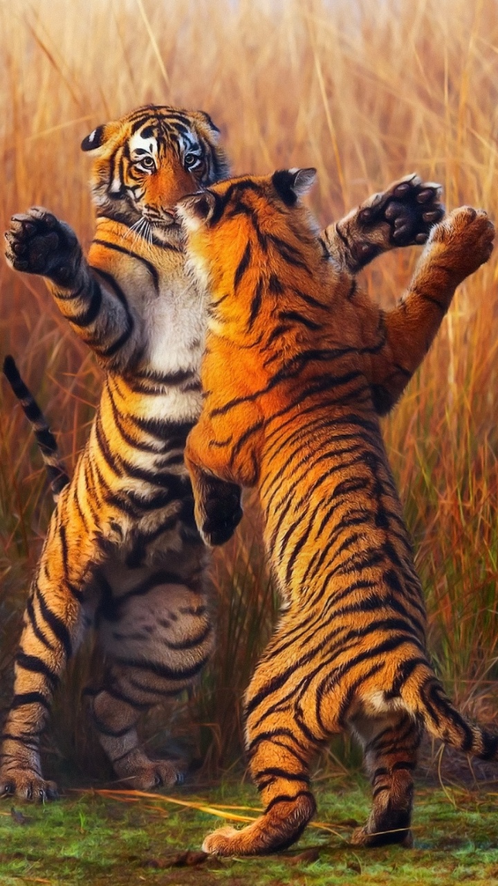 Обои Танцующие Тигры, бенгальский тигр, кошачьих, большая кошка, тигр в разрешении 720x1280