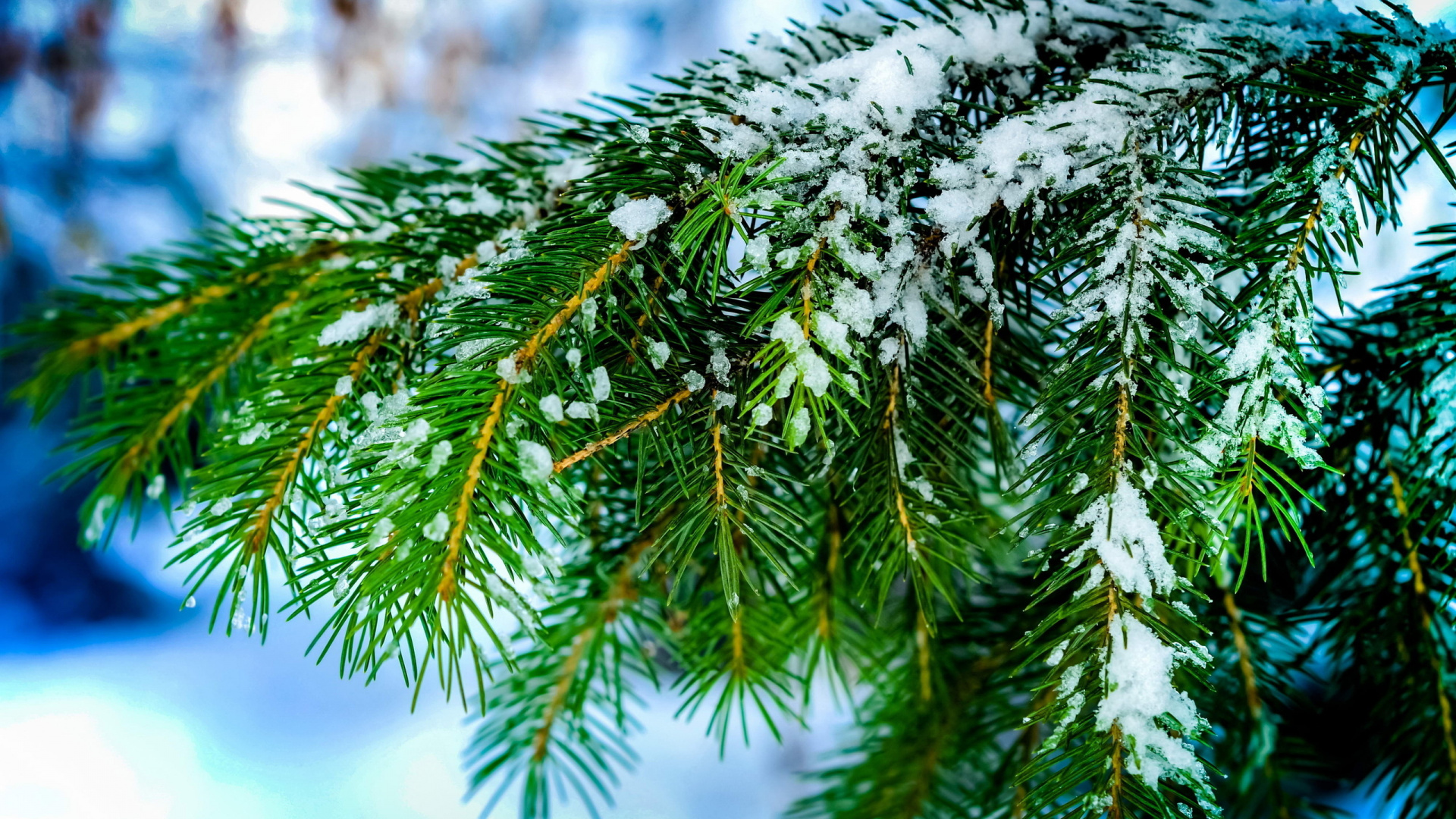 Обои ветвь, дерево, сосна, Хвойные, игла в разрешении 1920x1080