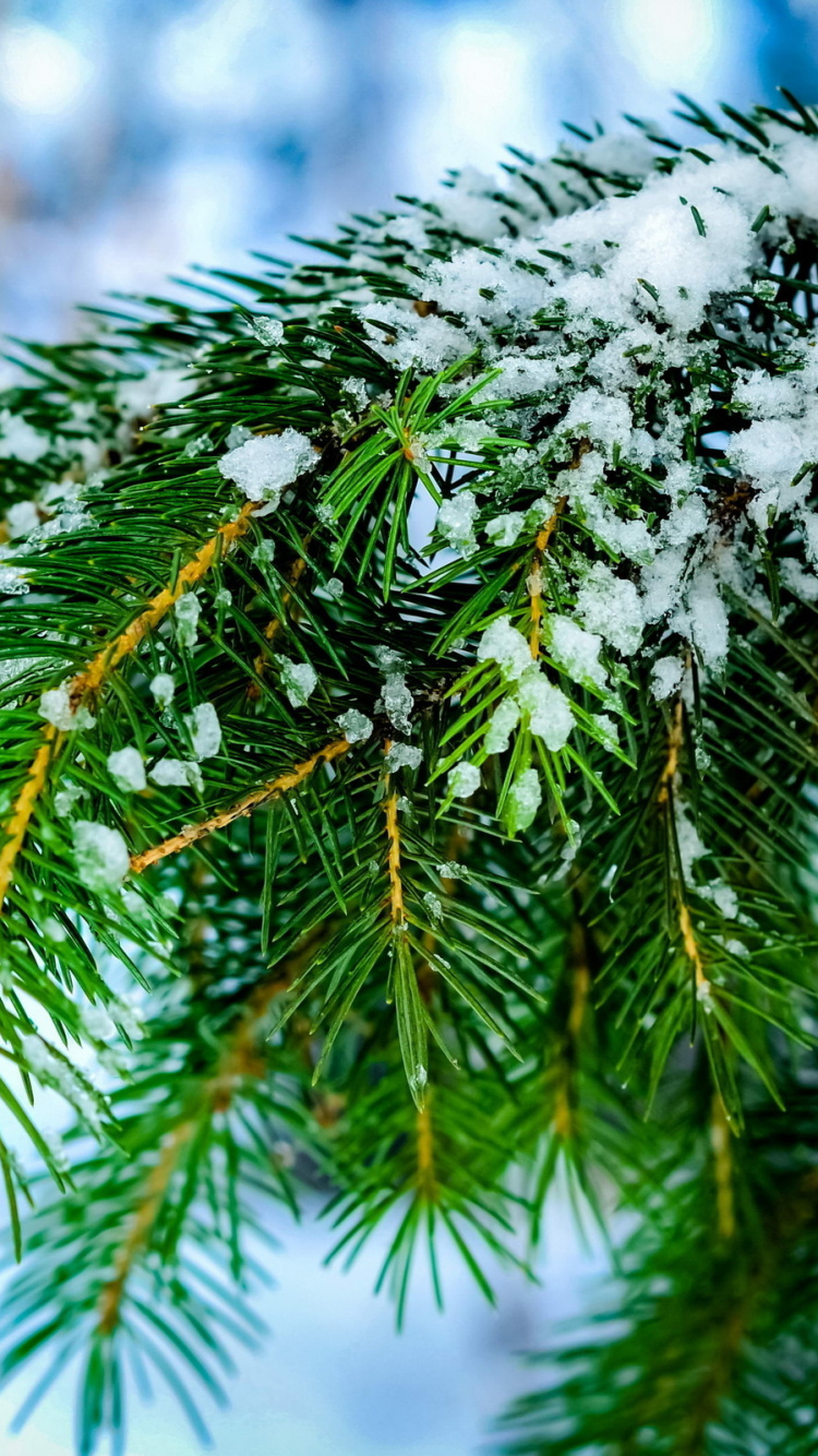 Обои ветвь, дерево, сосна, Хвойные, игла в разрешении 750x1334