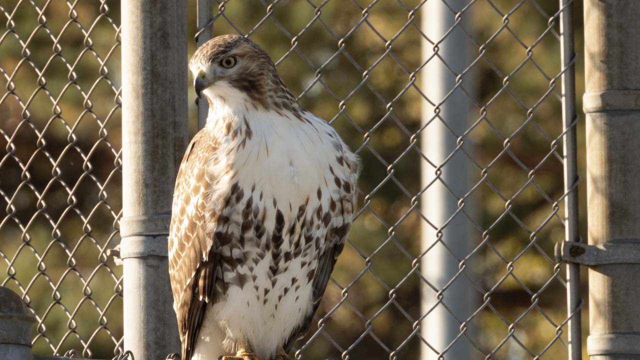 Обои ястреб, хищная птица, Сокол, наука, биология в разрешении 1280x720