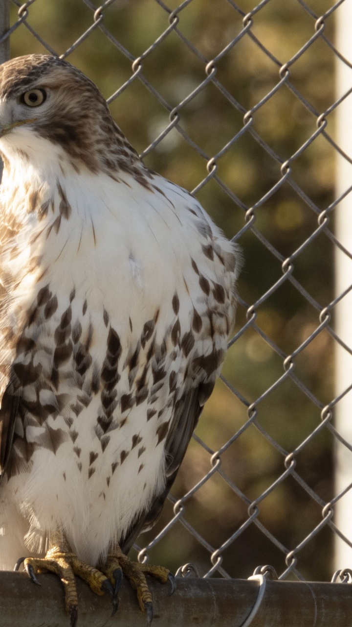 Обои ястреб, хищная птица, Сокол, наука, биология в разрешении 720x1280