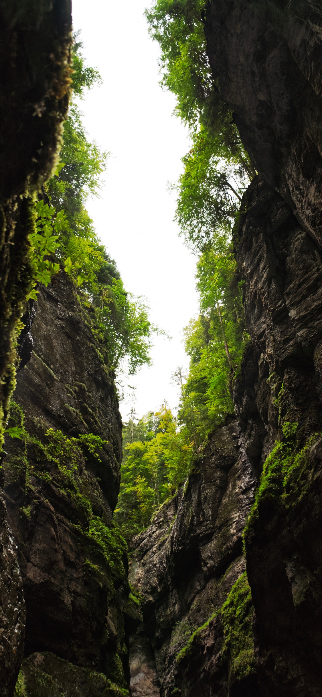 Обои природа, растительность, зеленый, дерево, окружающая среда в разрешении 1125x2436