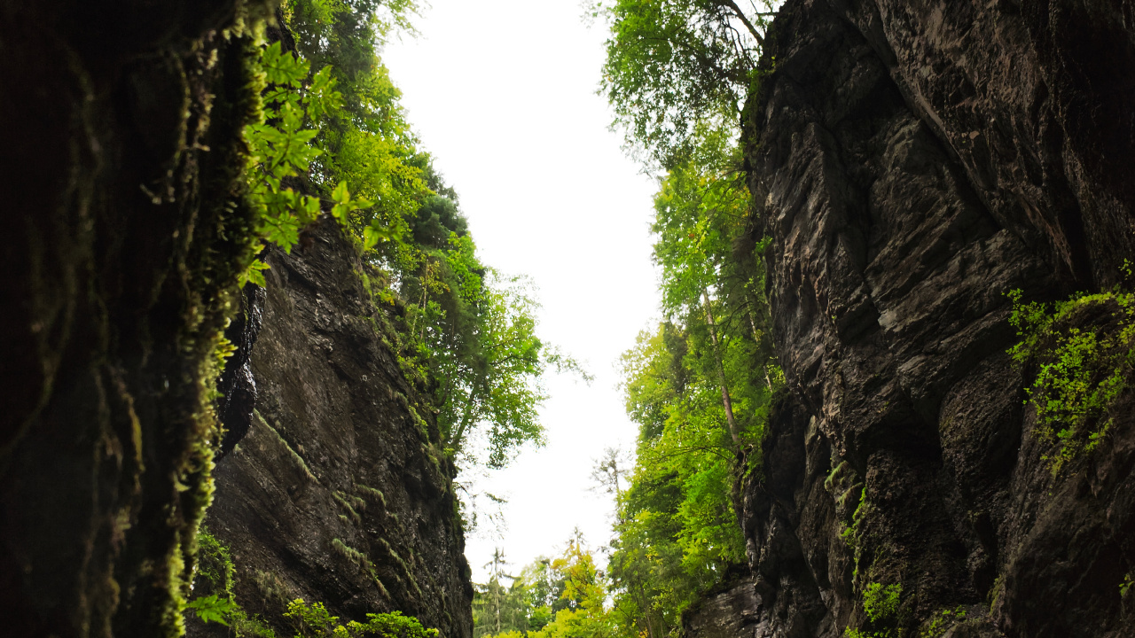 Обои природа, растительность, зеленый, дерево, окружающая среда в разрешении 1280x720